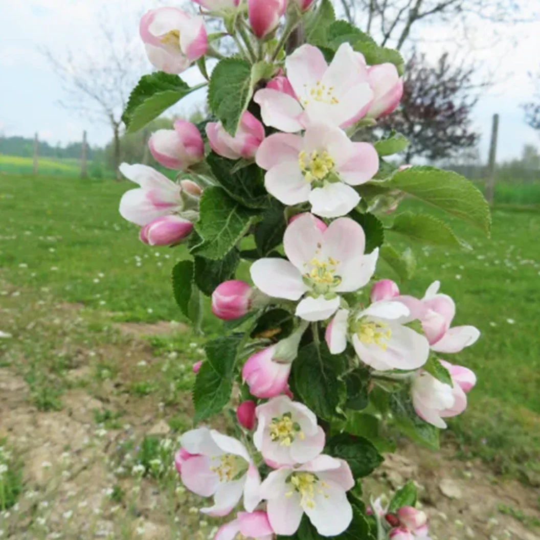 2-in-1 Fruit Snacks® Columnar Apple Tree - Image 3