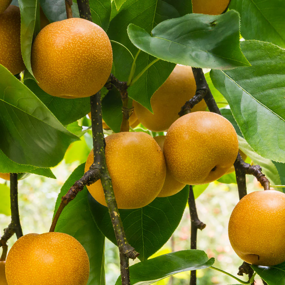 20th Century (Nijisseiki) Asian Pear Tree - Image 2