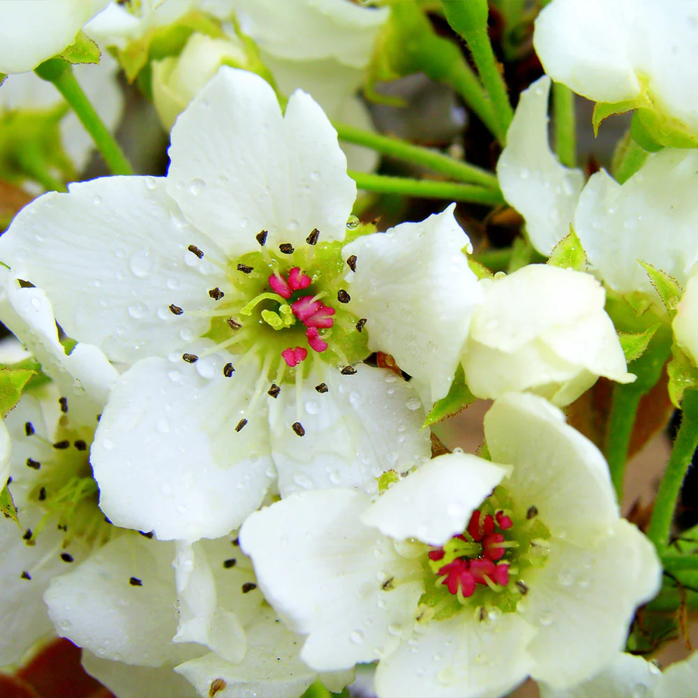 20th Century (Nijisseiki) Asian Pear Tree - Image 4