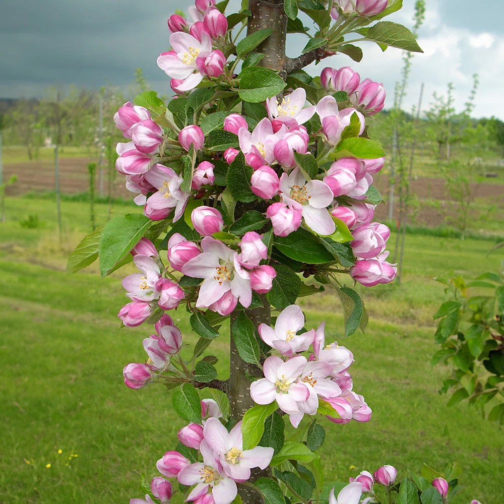 3-in-1 Fruit Snacks® Columnar Apple Tree - Image 3