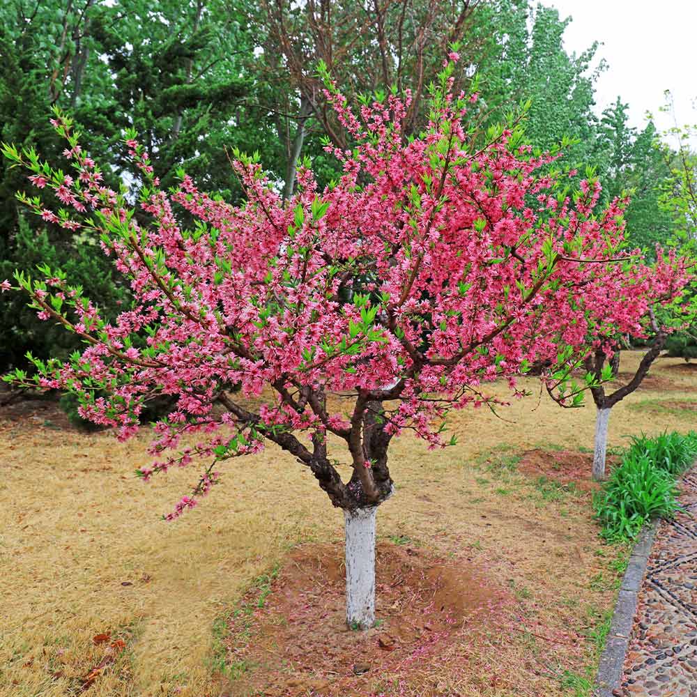 4-in-1 Peach Tree - Image 3