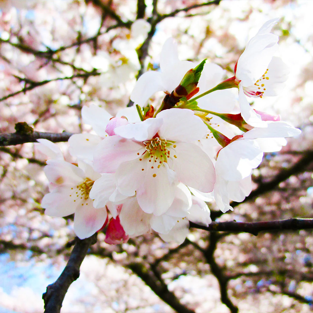 Akebono Cherry Tree - Image 4