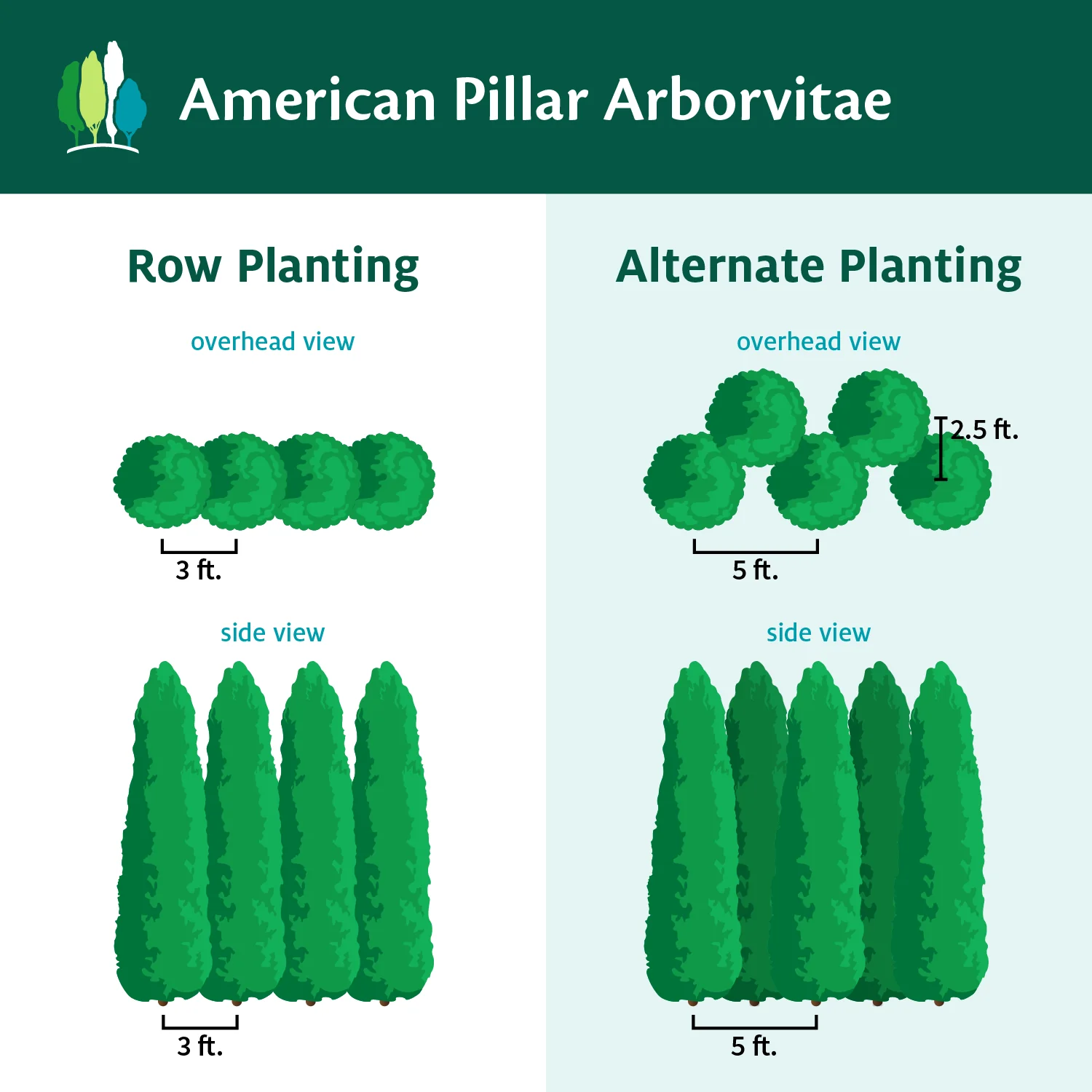 Full Speed A Hedge® American Pillar Arborvitae - Image 7