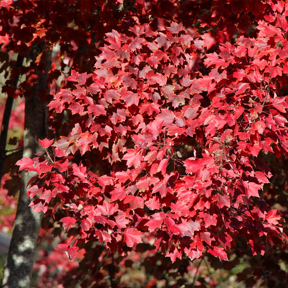 American Red Maple Tree - Image 3