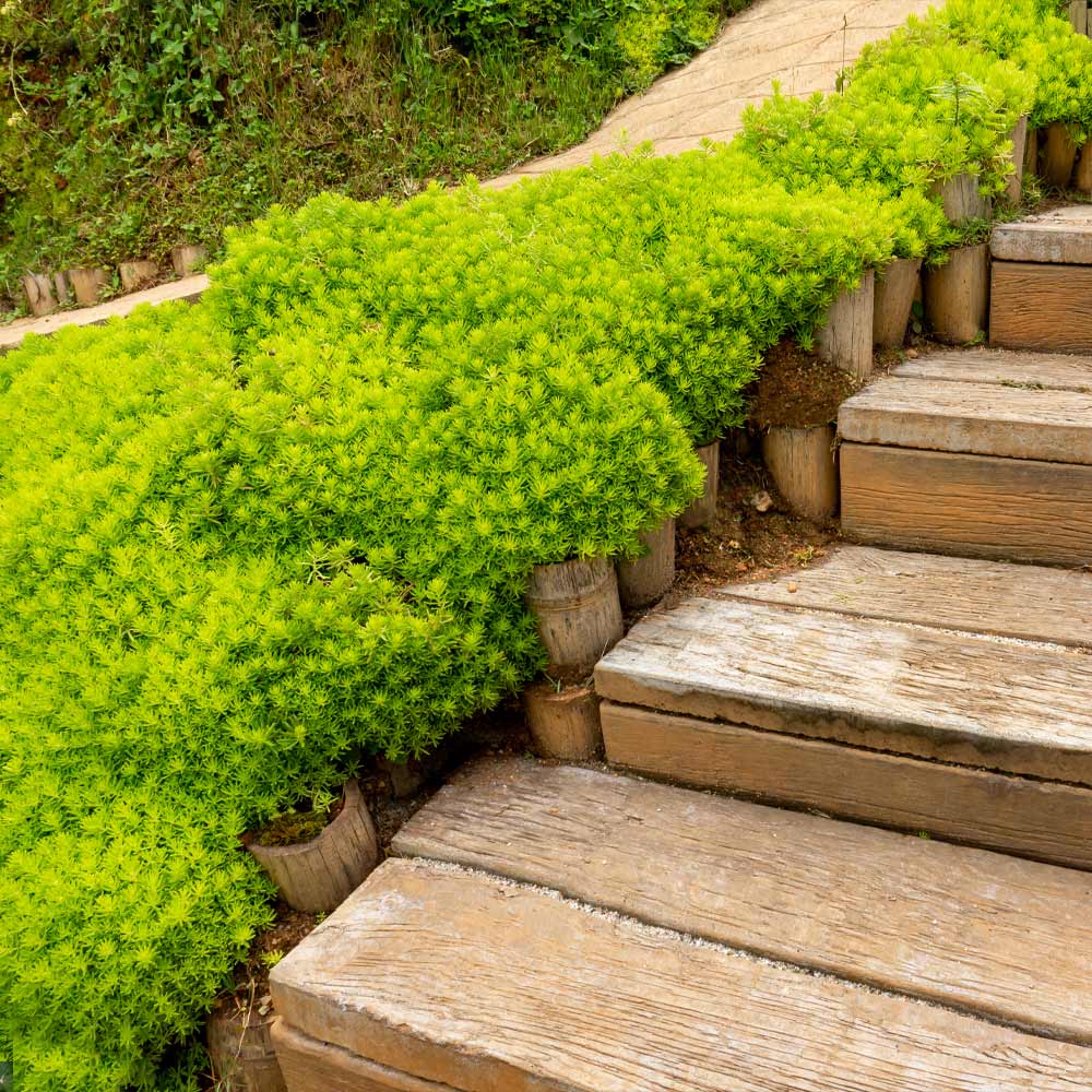 Angelina Sedum Plant - Image 2