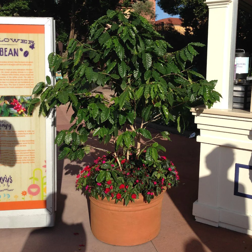 Arabica Coffee Plant - USDA Organic - Image 6