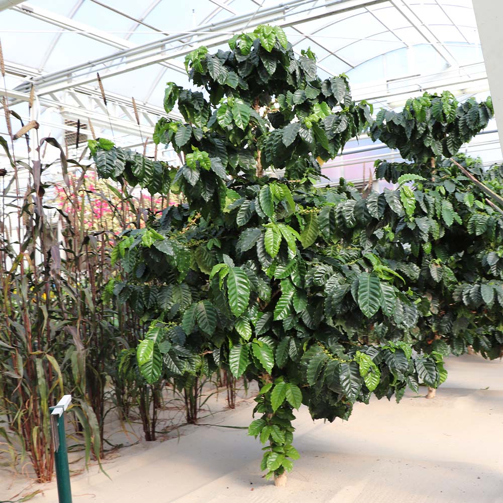 Arabica Coffee Plant - USDA Organic - Image 7