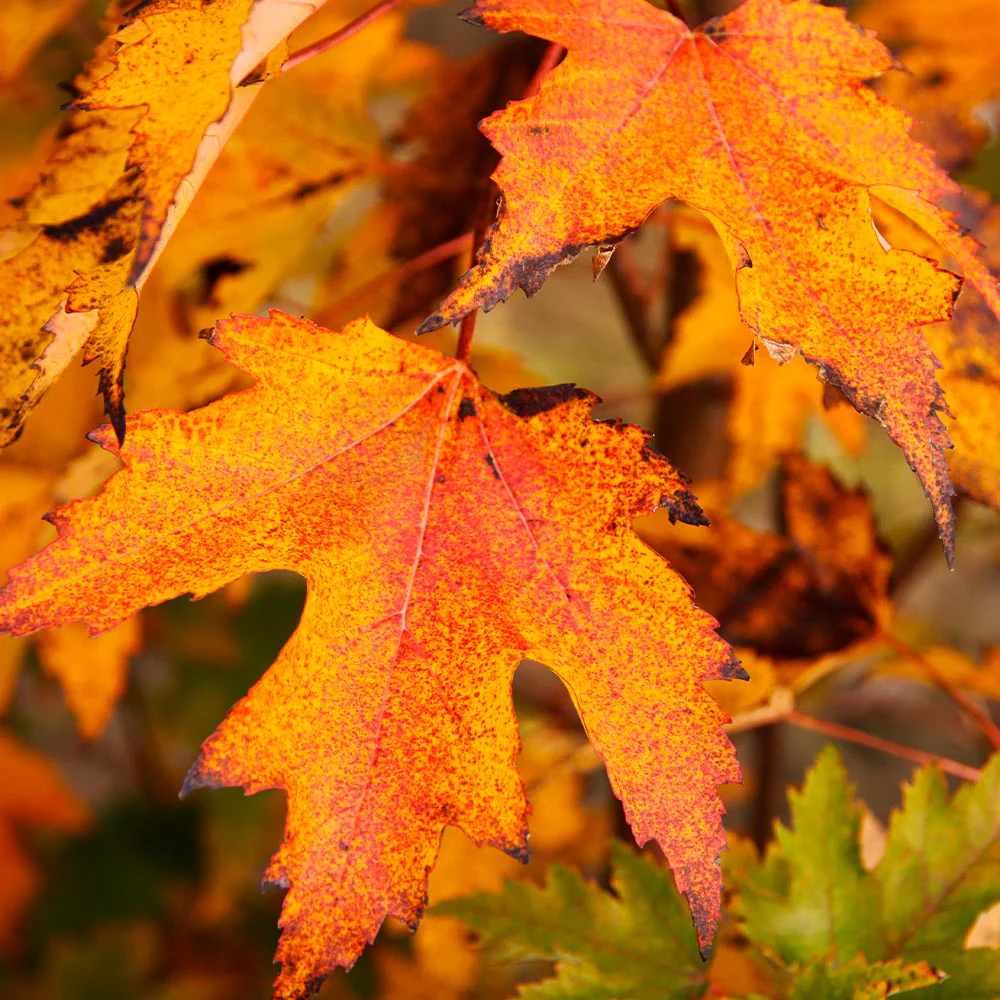 Armstrong Gold® Maple Tree - Image 4