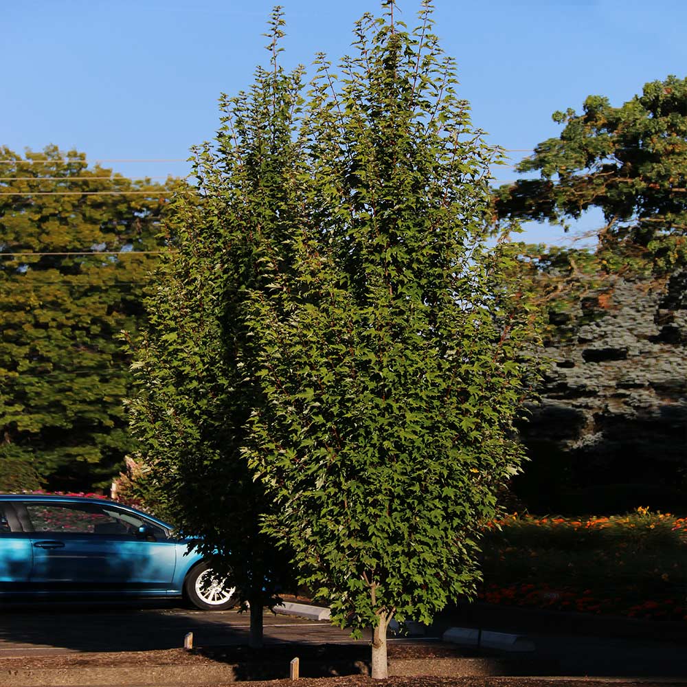Armstrong Gold® Maple Tree - Image 5
