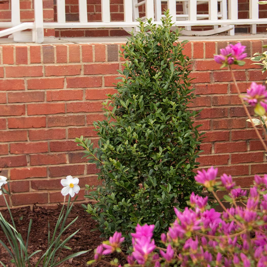 Arrow Point® Japanese Holly - Image 2