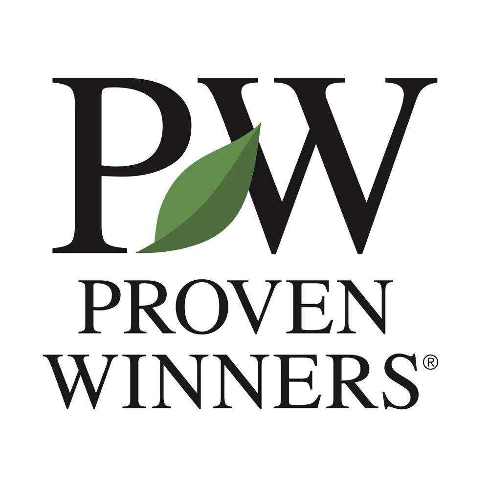 Proven Winners® At Last® Rose Shrub - Image 7