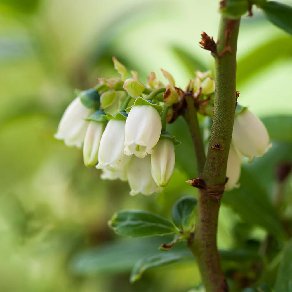 Aurora Blueberry Bush - Image 3