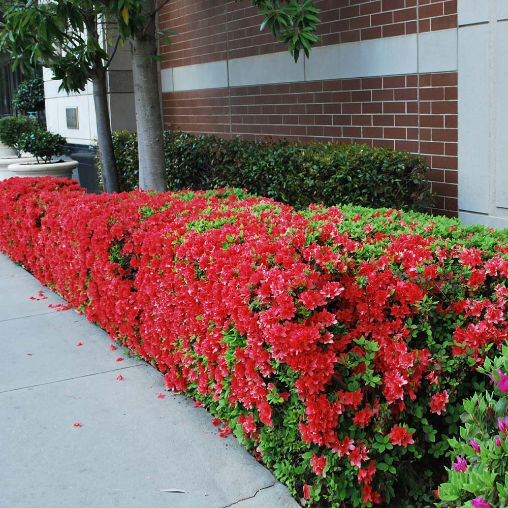 Autumn Fire® Encore® Azalea Shrub - Image 3