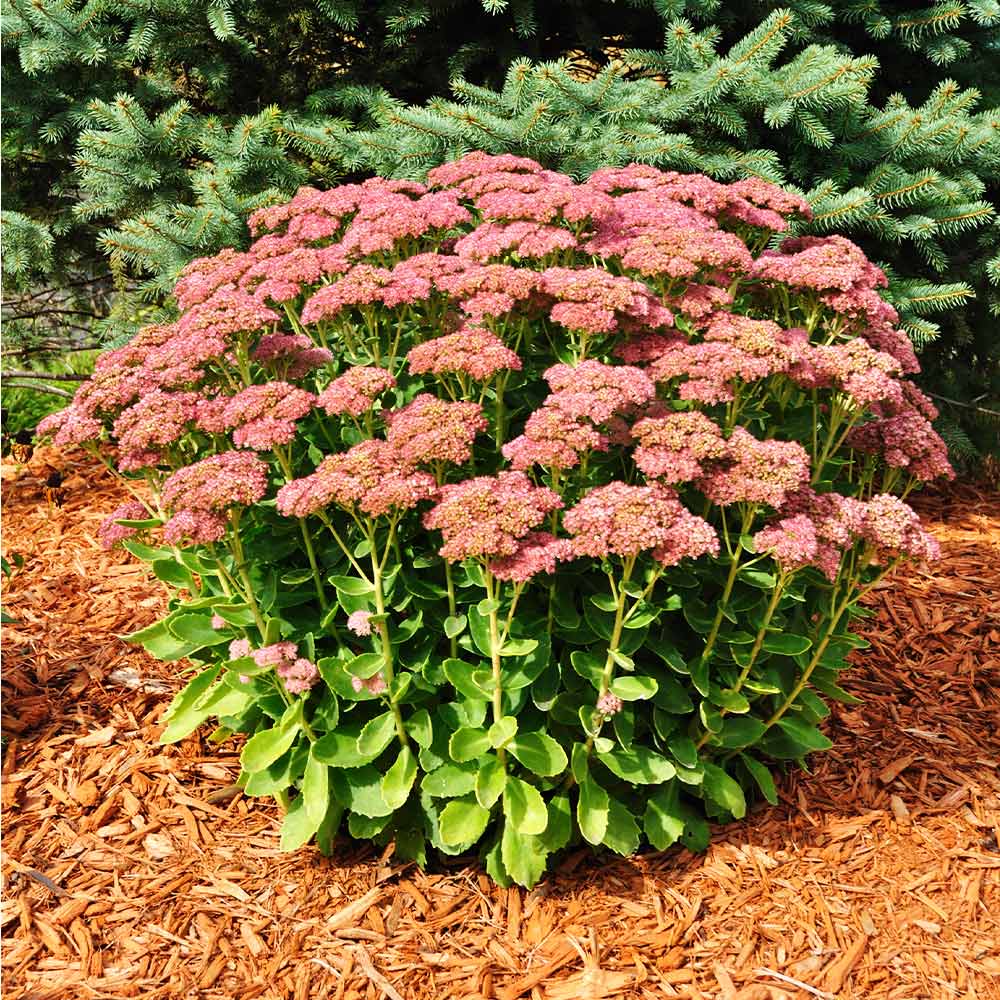 Autumn Joy Sedum - Image 2