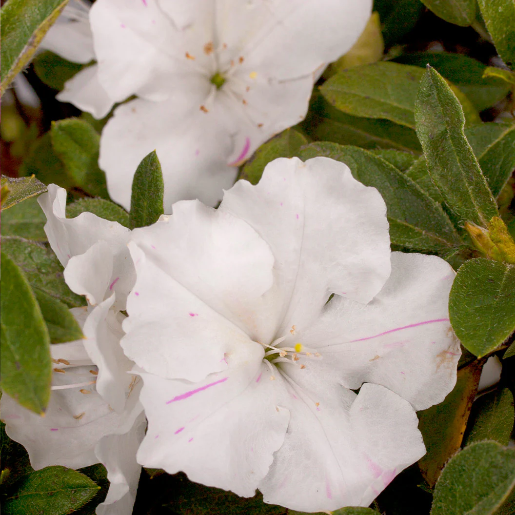 Autumn Lily® Encore® Azalea - Image 2