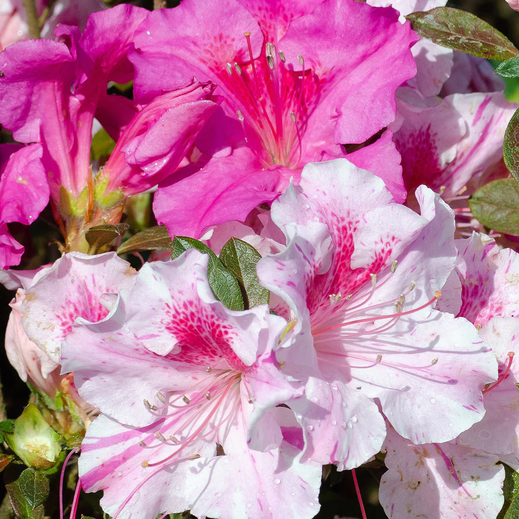 Autumn Twist® Encore® Azalea - Image 2