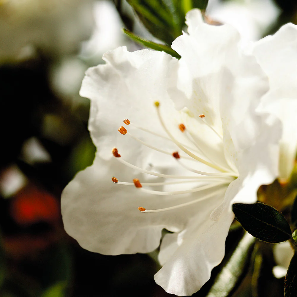 Autumn Angel® Encore® Azalea - Image 3