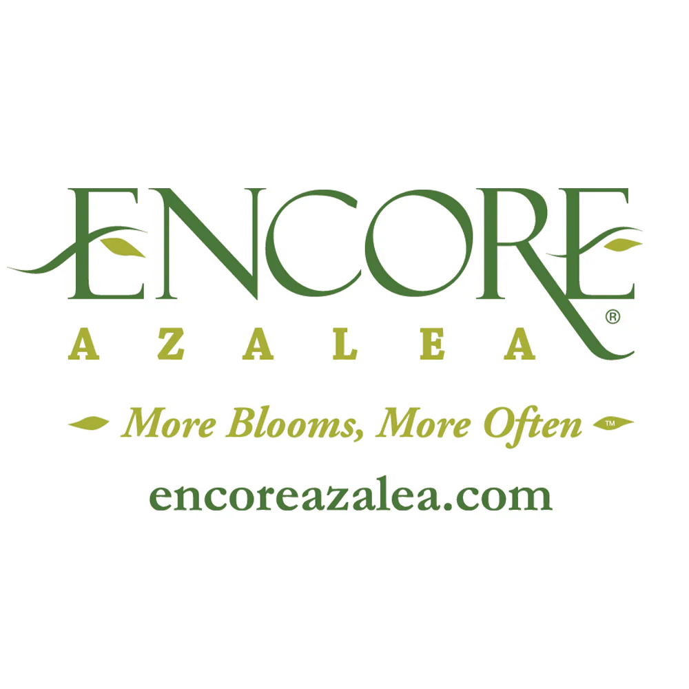 Autumn Debutante® Encore® Azalea - Image 6