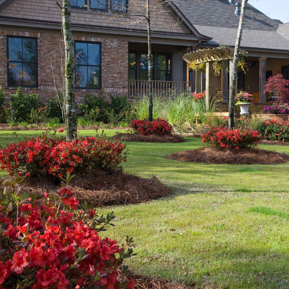 Autumn Embers® Encore® Azalea Shrub - Image 3