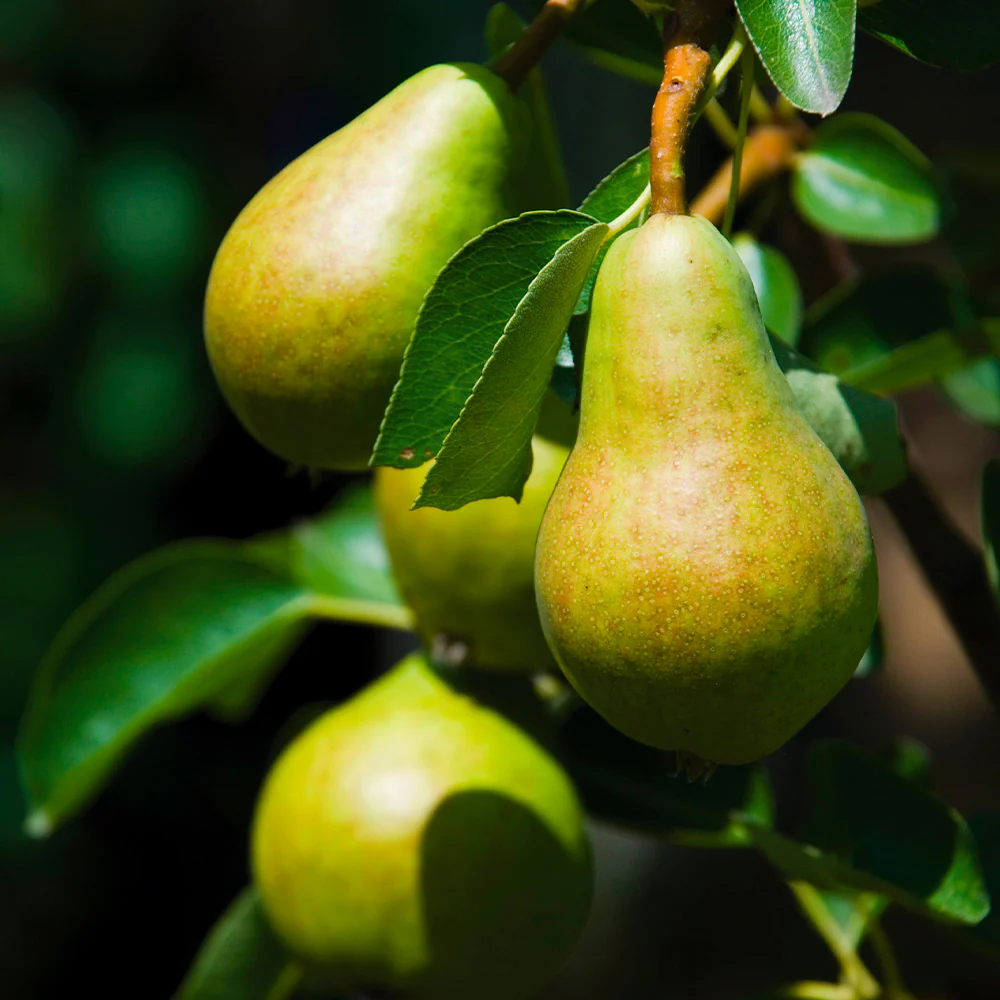 Bartlett Pear Tree - Image 2