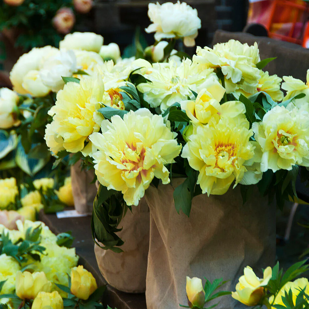 Bartzella Peony - Image 5