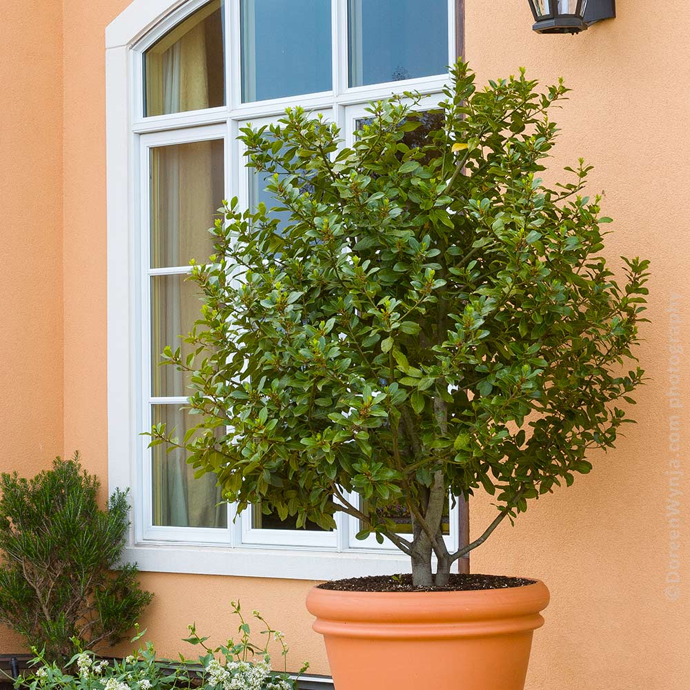 Bay Laurel Tree - Image 2