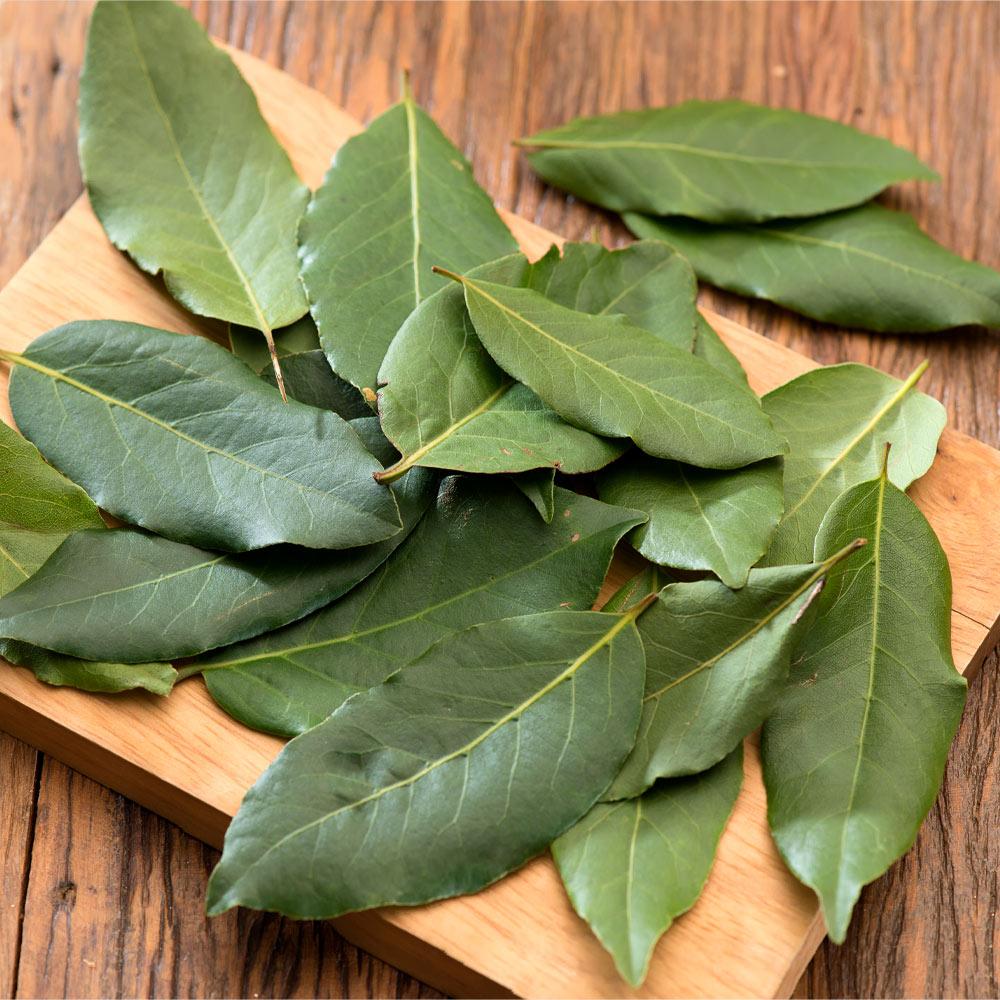 Bay Laurel Tree - Image 5