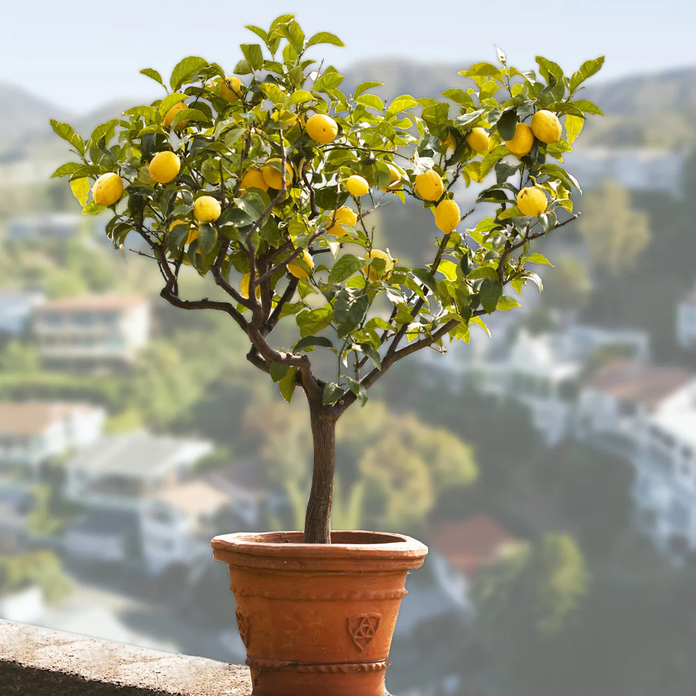 Bearss Lemon Tree - Image 2