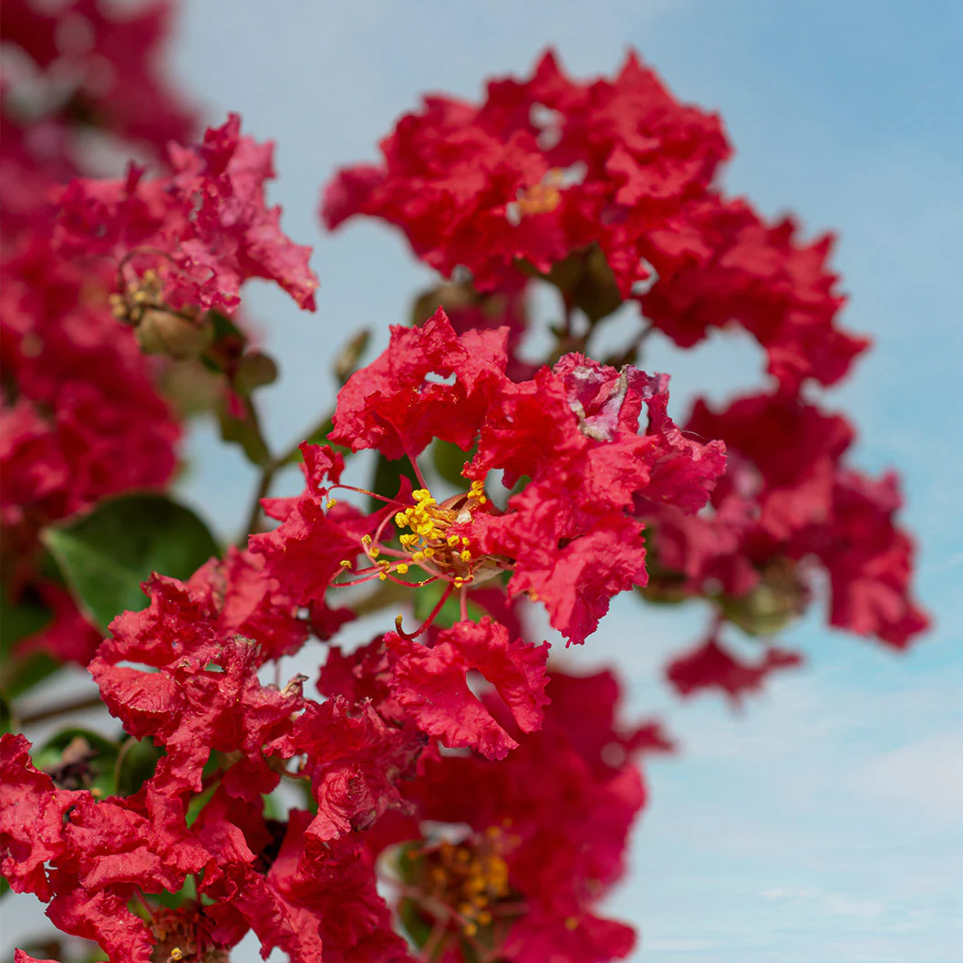 BelliniĀ® Strawberry Crape Myrtle Shrub