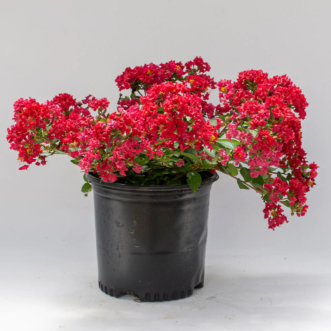 BelliniĀ® Strawberry Crape Myrtle Shrub - Image 3