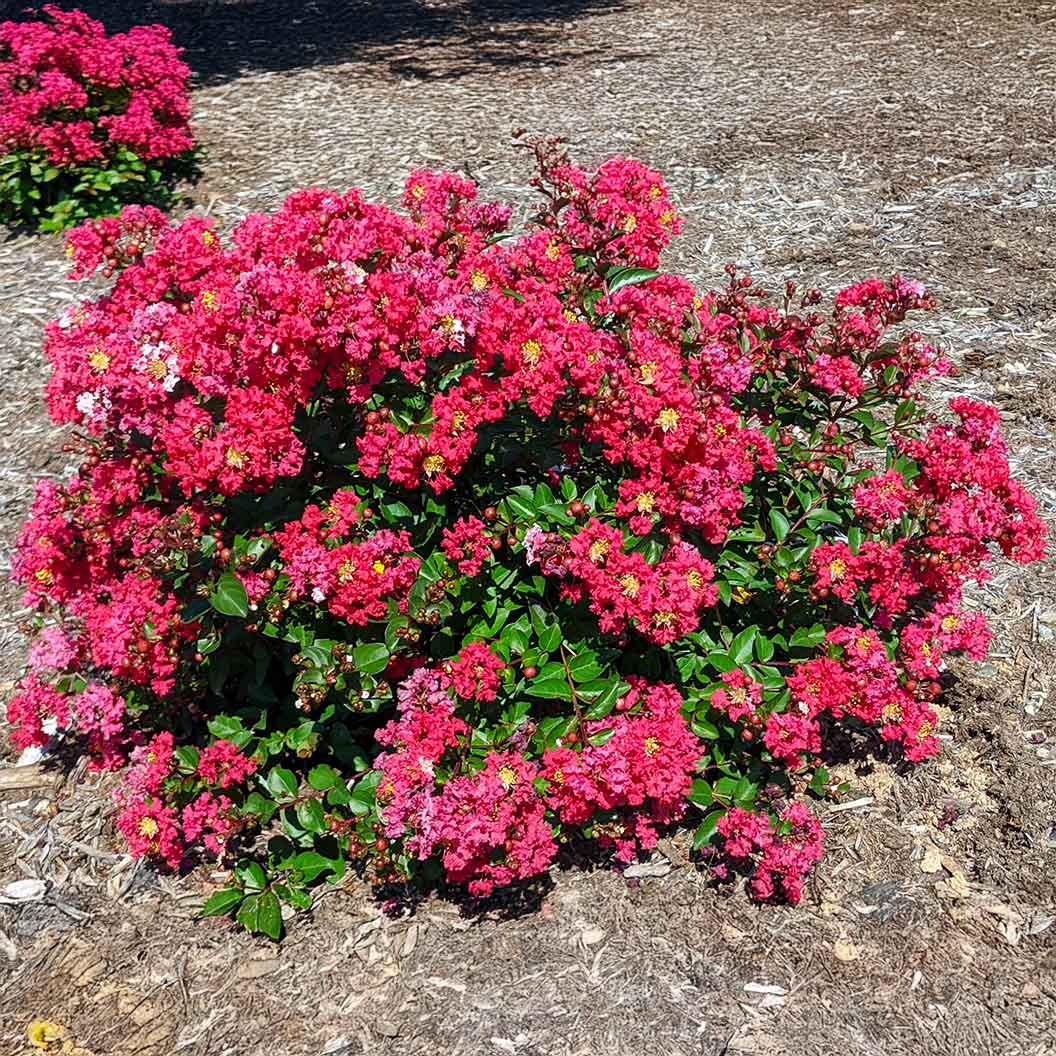 BelliniĀ® Strawberry Crape Myrtle Shrub - Image 4
