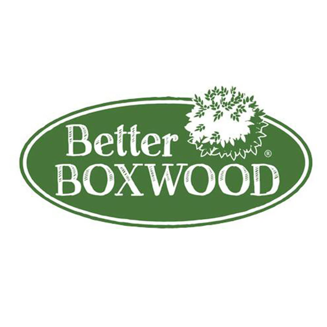 Better Boxwood® Renaissance™ Shrub - Image 6