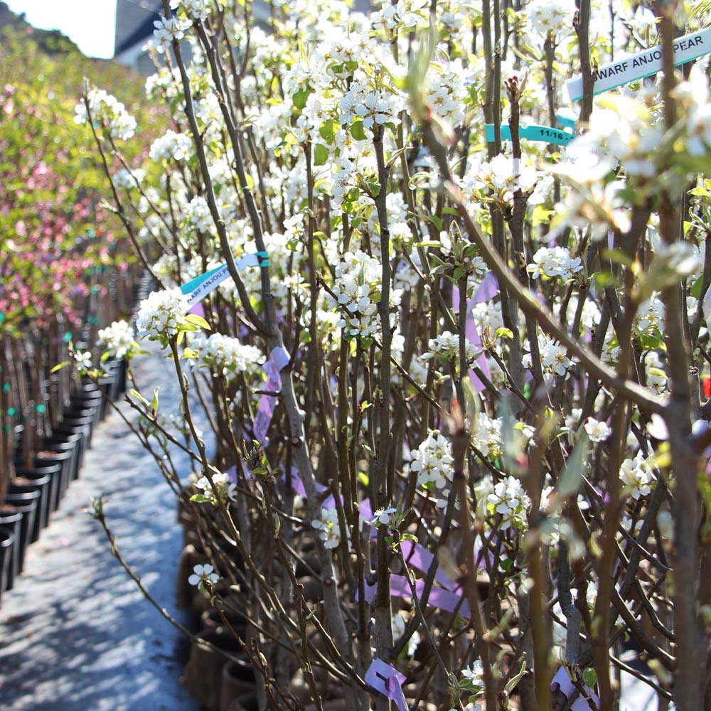 D'Anjou Pear Tree - Image 6
