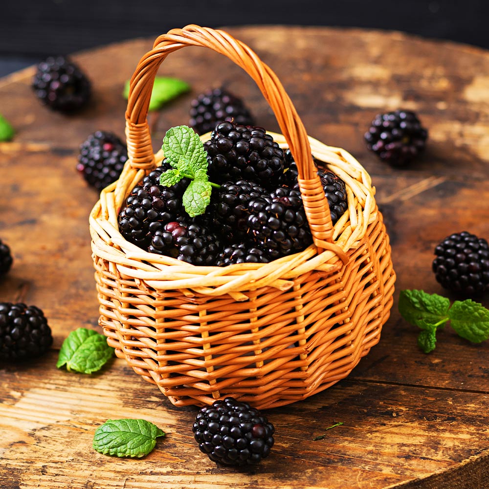Big Daddy Blackberry Bush - Image 2
