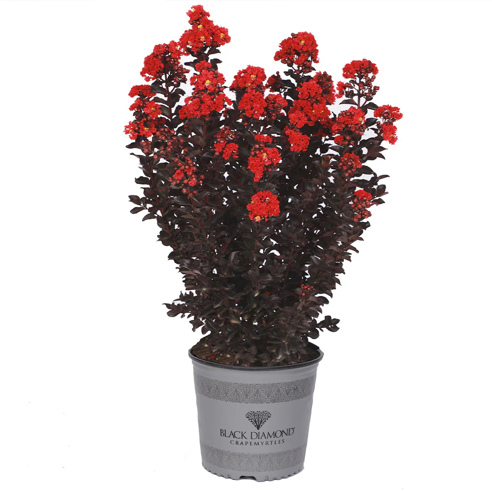 Black Diamond® Radiant Red Crape Myrtle - Image 3