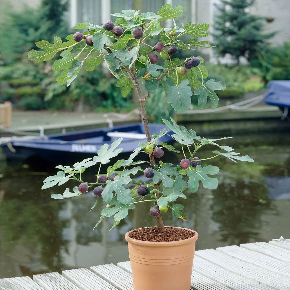 Black Mission Fig - Image 2