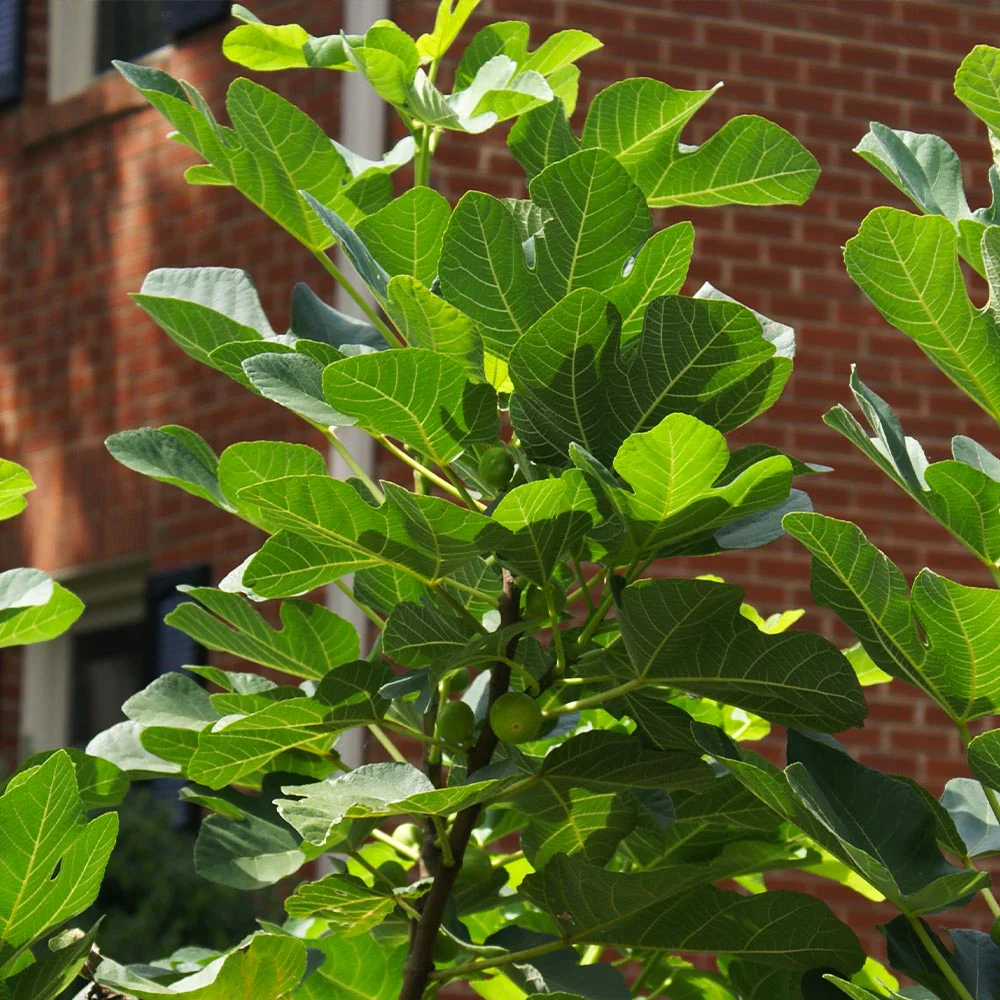 Black Mission Fig - Image 5