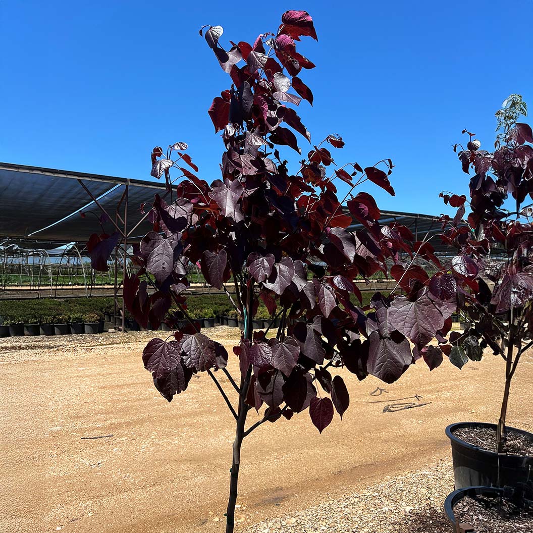 Black Pearl Redbud Tree - Image 3