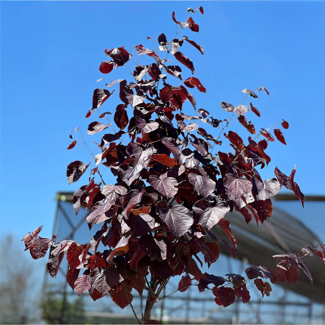 Black Pearl Redbud Tree - Image 4