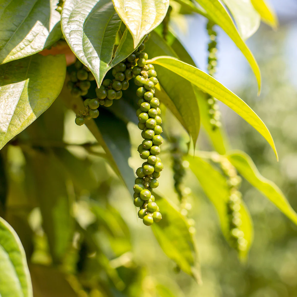 Black Pepper Plant - Image 2