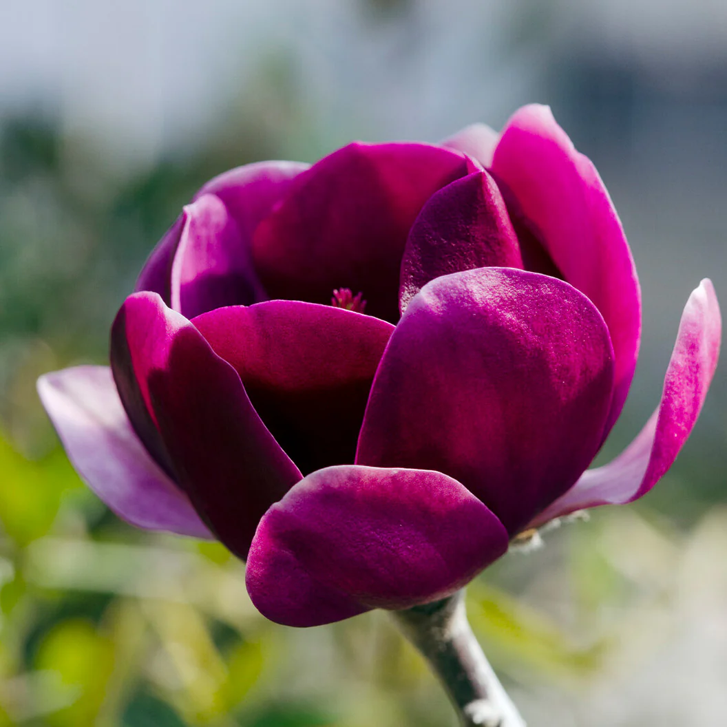 Black Tulip Hybrid Magnolia Tree - Image 2