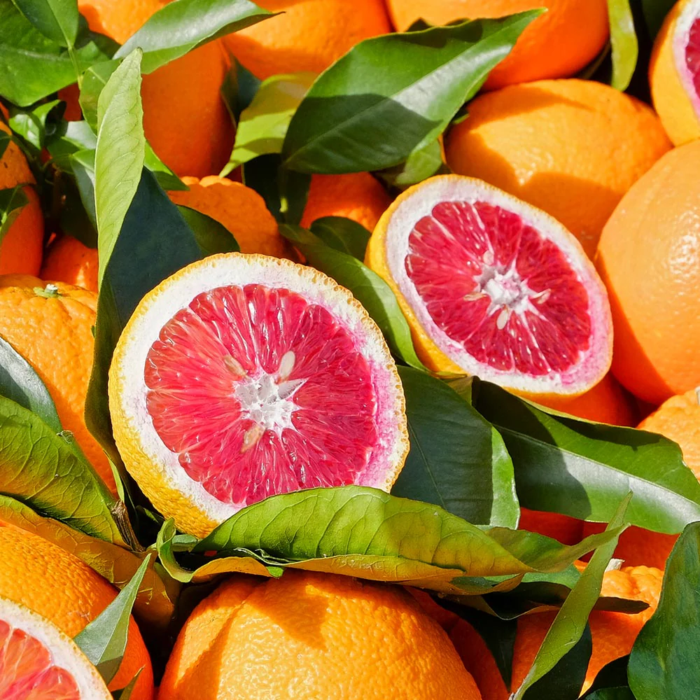Blood Orange Tree - Image 2