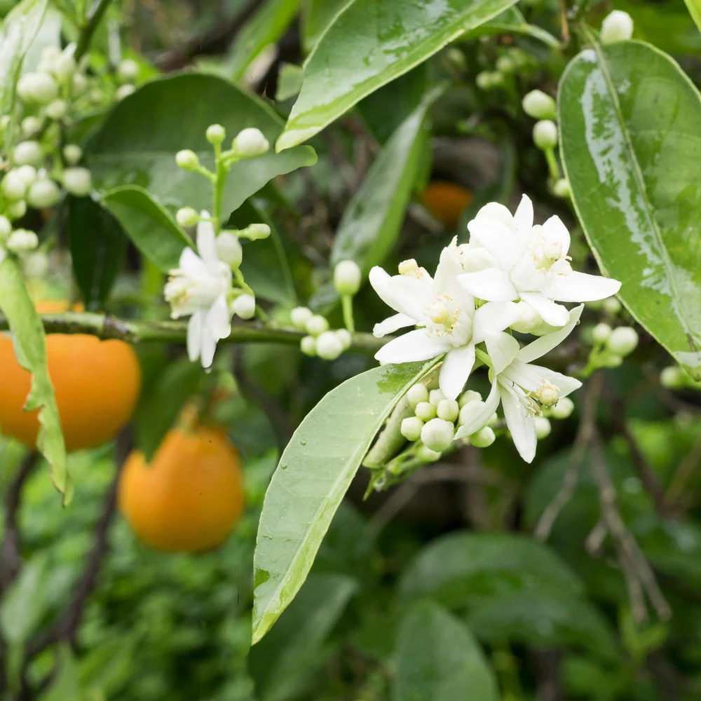 Blood Orange Tree - Image 4