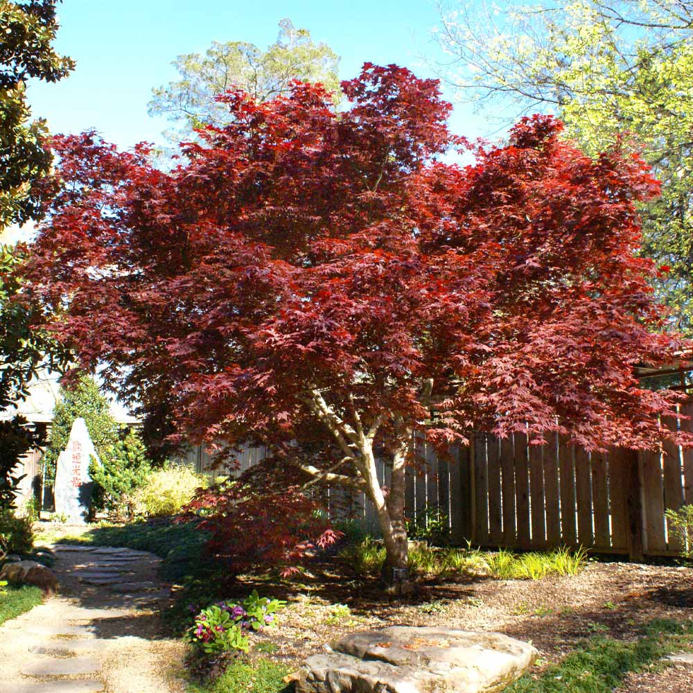 Bloodgood Japanese Maple Tree - Image 3