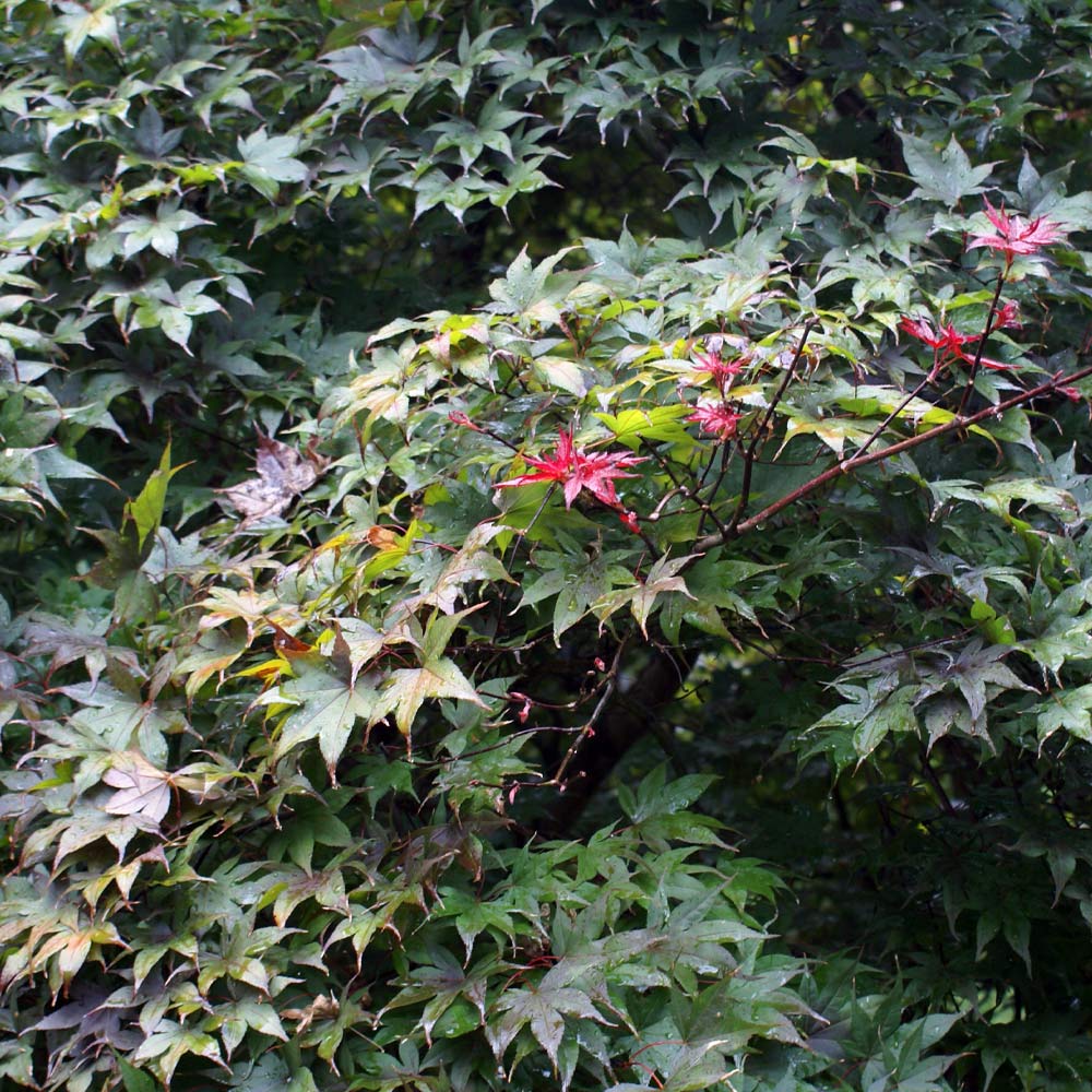 Bloodgood Japanese Maple Tree - Image 4