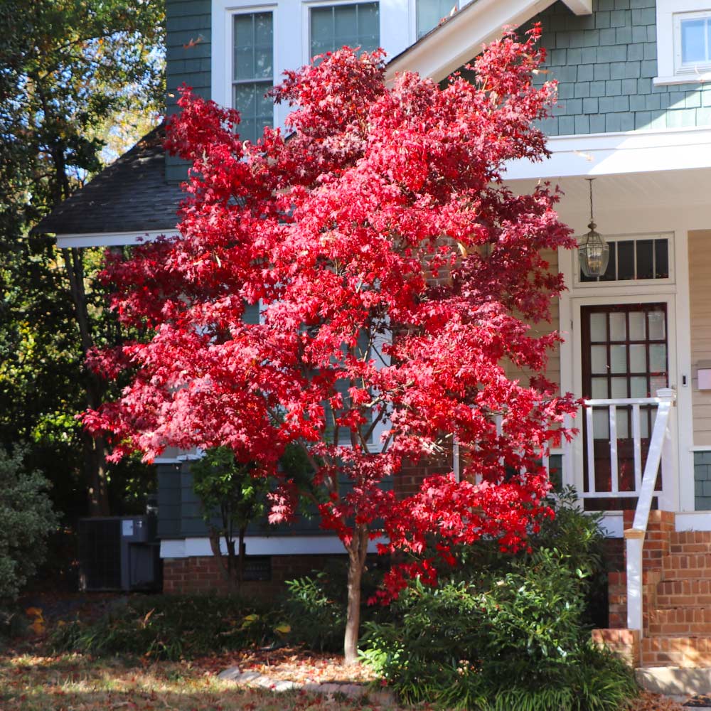 Bloodgood Japanese Maple Tree - Image 5