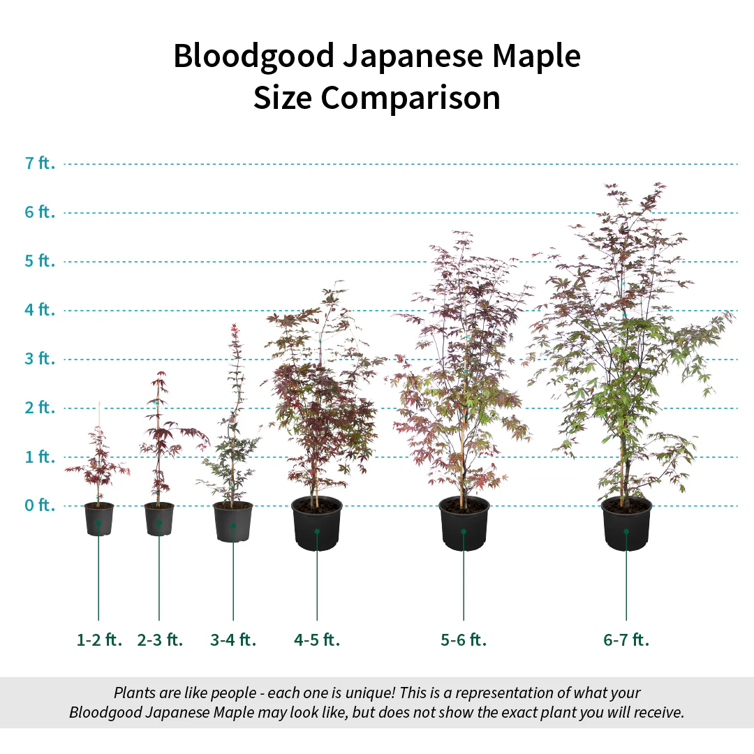 Bloodgood Japanese Maple Tree - Image 6
