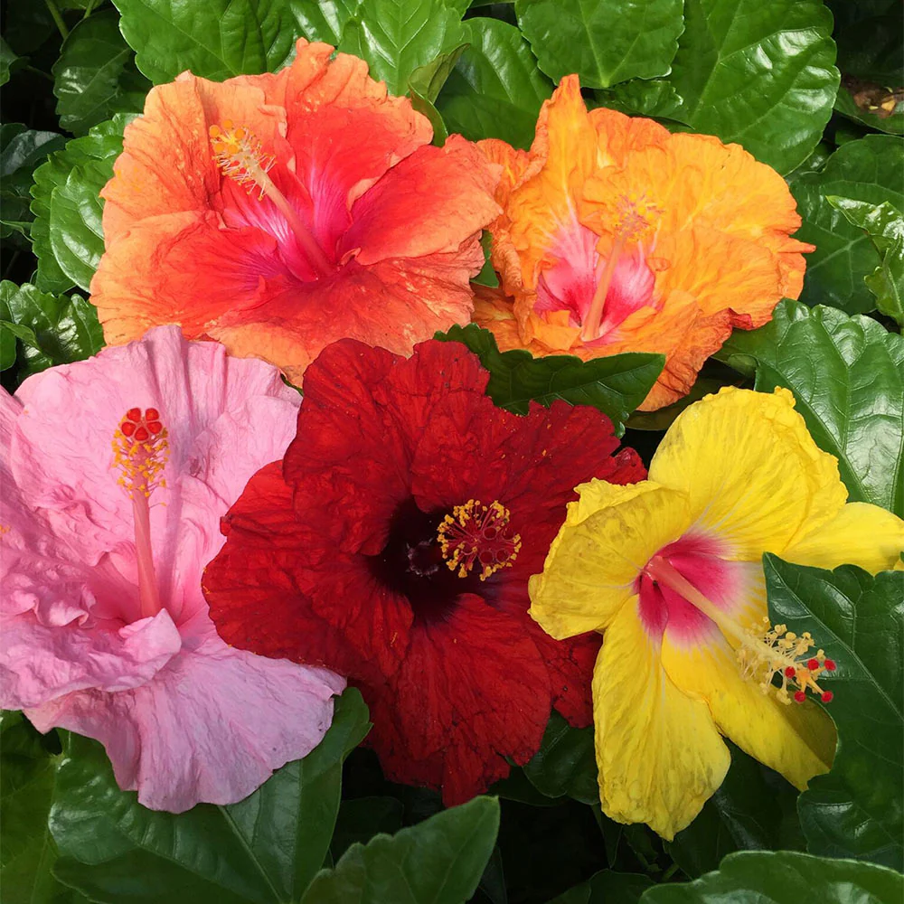 Bloom Bash® Hollywood® Hibiscus - Image 5