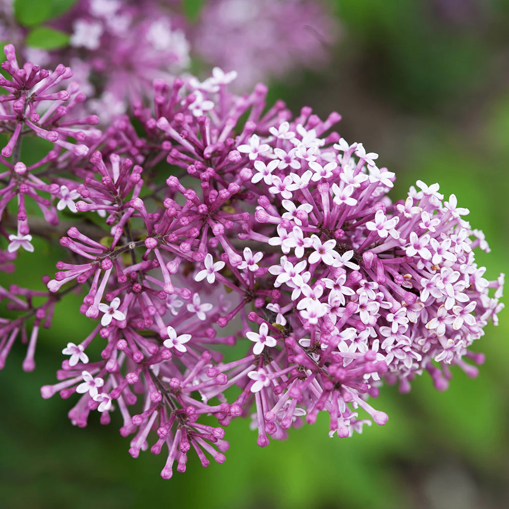 Proven Winners® Bloomerang® Lilac Shrub - Image 4