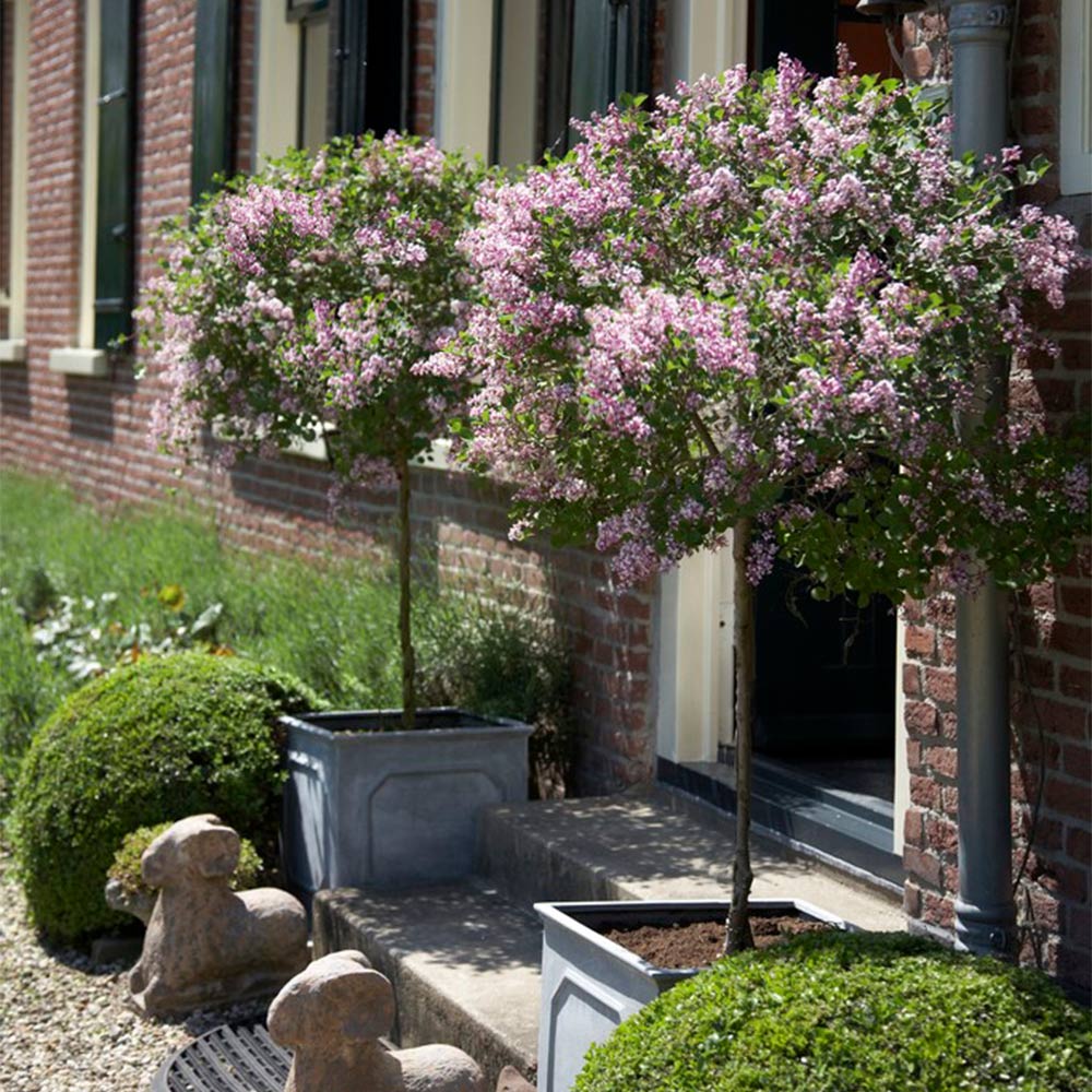 Proven Winners®  Bloomerang® Lilac Tree - Image 2